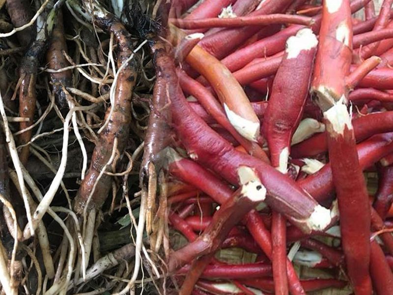 Sâm cau: Đặc điểm, bào chế, công dụng và cách sử dụng
