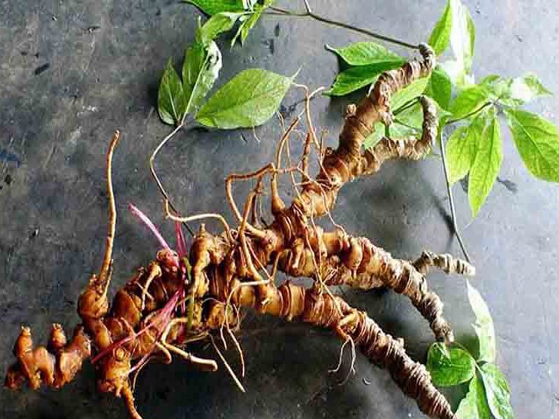 Sâm Ngọc Linh: Đặc điểm, bào chế, công dụng và cách sử dụng