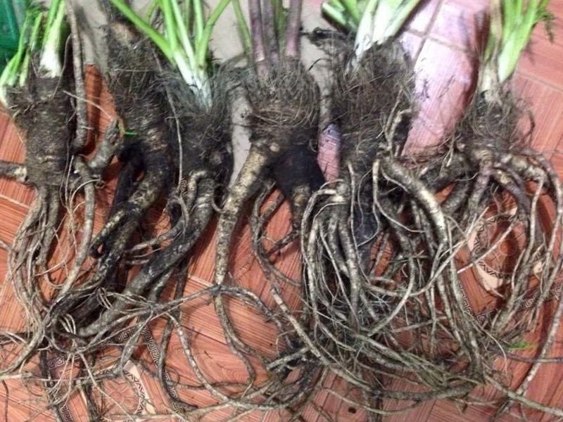 Sâm Quy Đá: Đặc điểm, bào chế, công dụng và cách sử dụng