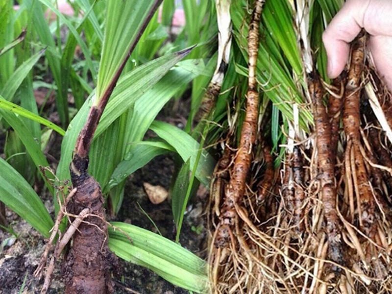Sâm tiên mao: Đặc điểm, bào chế, công dụng và cách sử dụng
