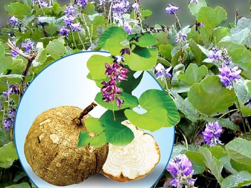 Sâm tố nữ: Đặc điểm, bào chế, công dụng và cách sử dụng