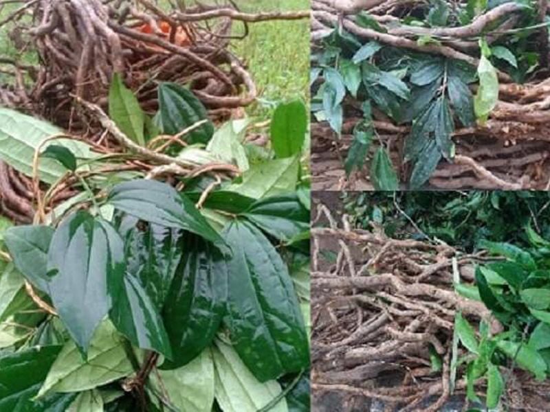 Sâm xuyên đá: Đặc điểm, bào chế, công dụng và cách sử dụng