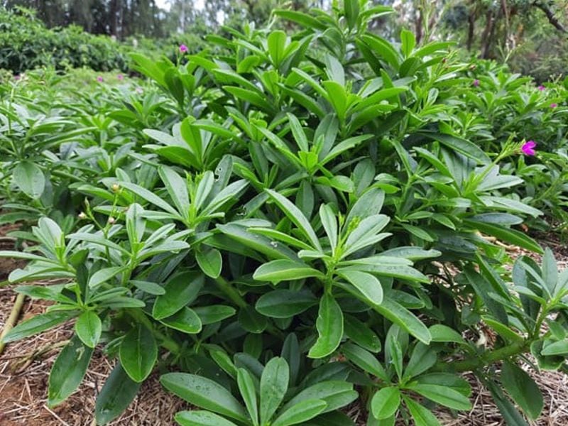 Thổ nhân sâm ba cạnh: Đặc điểm, bào chế, công dụng và cách sử dụng
