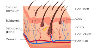Cấu trúc tóc và phân loại rụng tóc