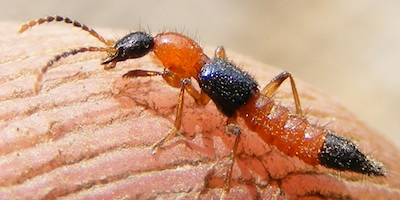 Nhận biết và xử trí khi bị kiến ba khoang đốt