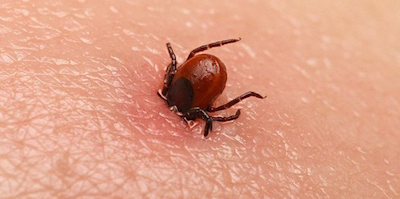 Bệnh da do động vật chân đốt