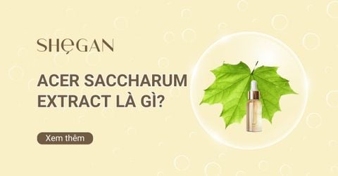 Acer Saccharum Extract là gì? Lợi ích, công dụng, cách sử dụng