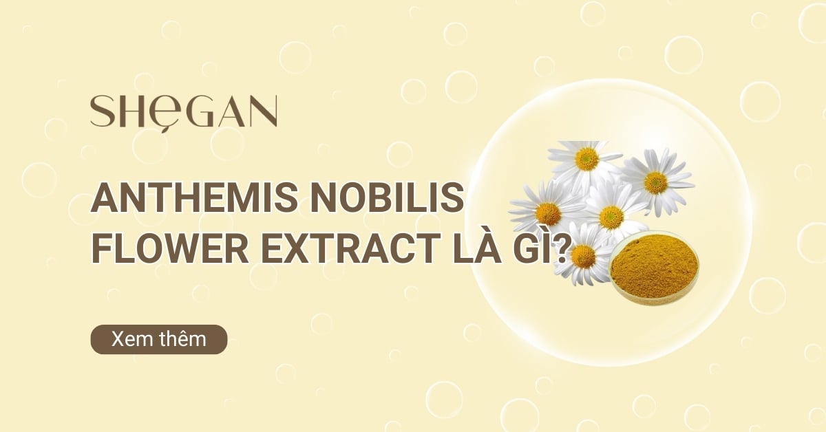 Anthemis Nobilis Flower Extract là gì?