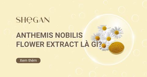 Anthemis Nobilis Flower Extract là gì?