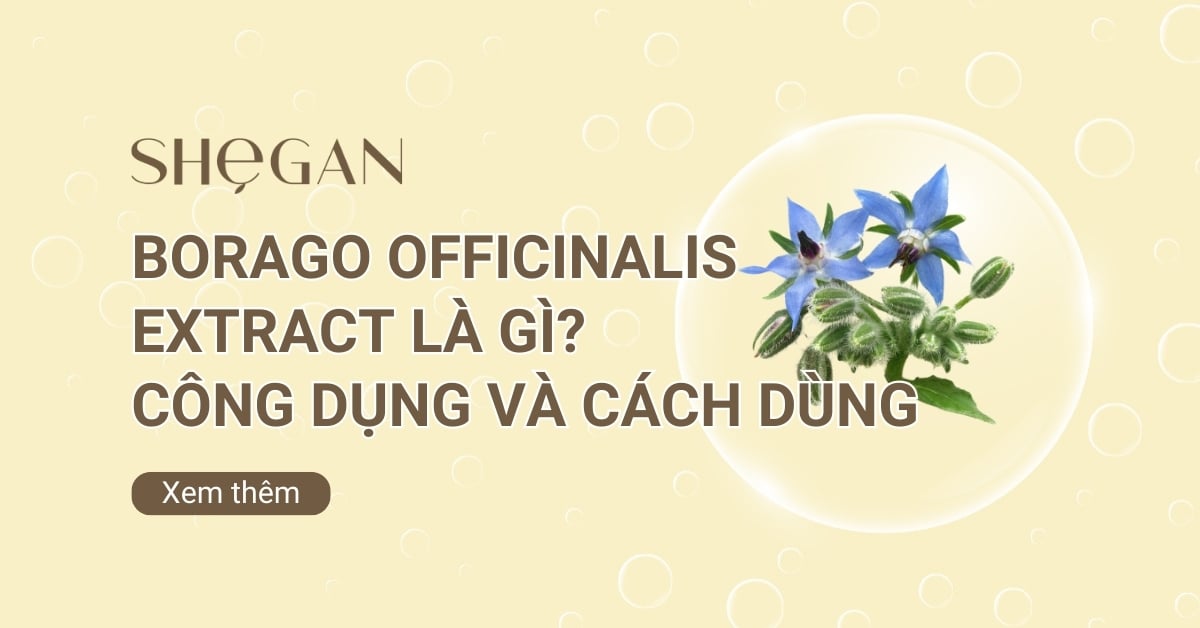 Borago Officinalis Extract là gì? Công dụng và Cách sử dụng