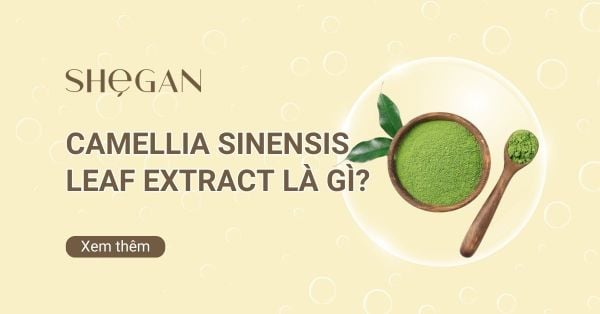 Camellia Sinensis Leaf Extract là gì? Công dụng và Ứng dụng