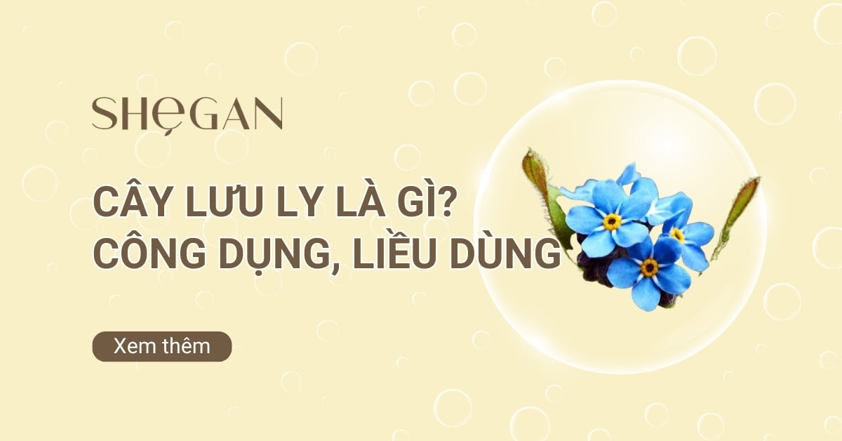 Cây lưu ly là gì? Công dụng, Liều dùng và Cách sử dụng
