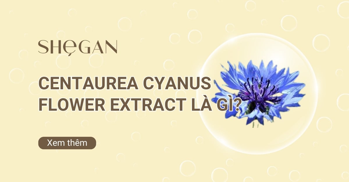Centaurea Cyanus Flower Extract là gì? Công dụng và cách dùng