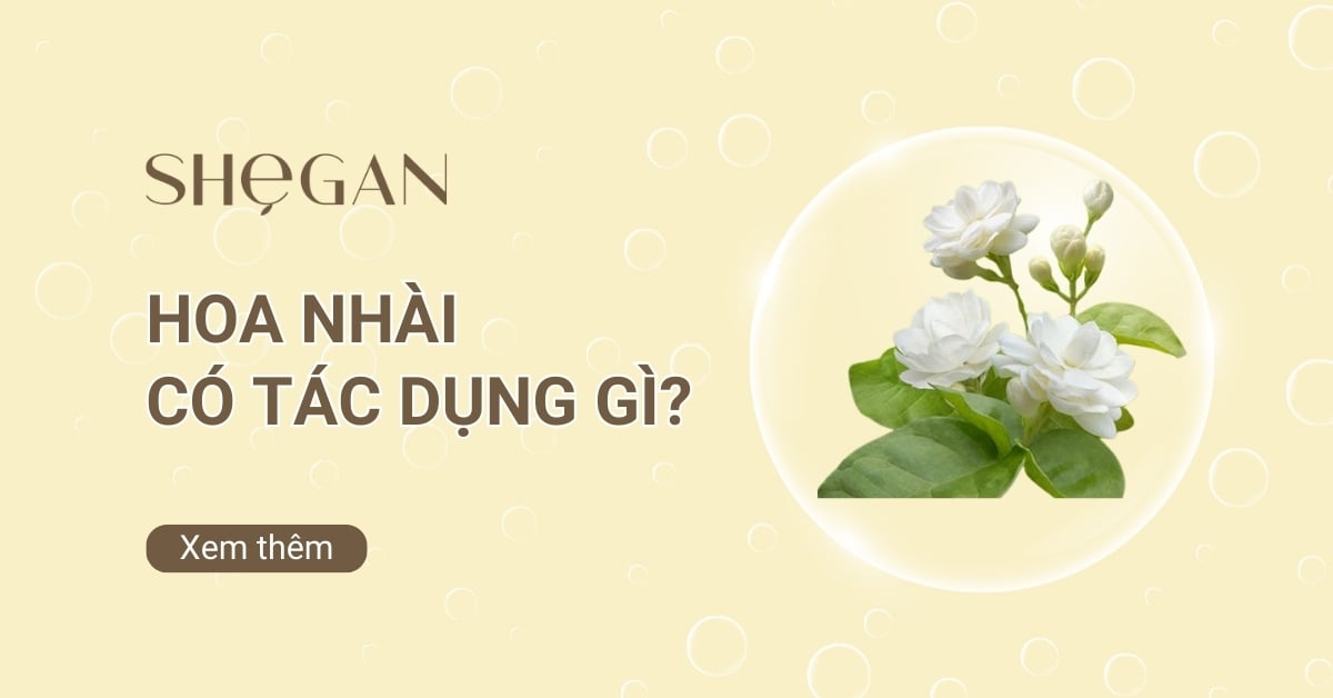 Hoa nhài có tác dụng gì? Lợi ích, đối tượng và cách sử dụng