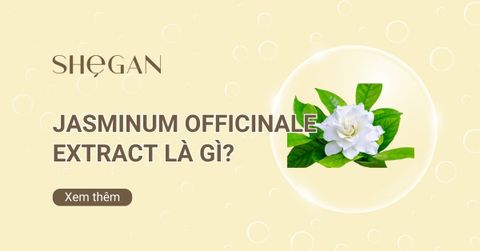 Jasminum officinale extract là gì? Công dụng, Cách dùng, Lưu ý