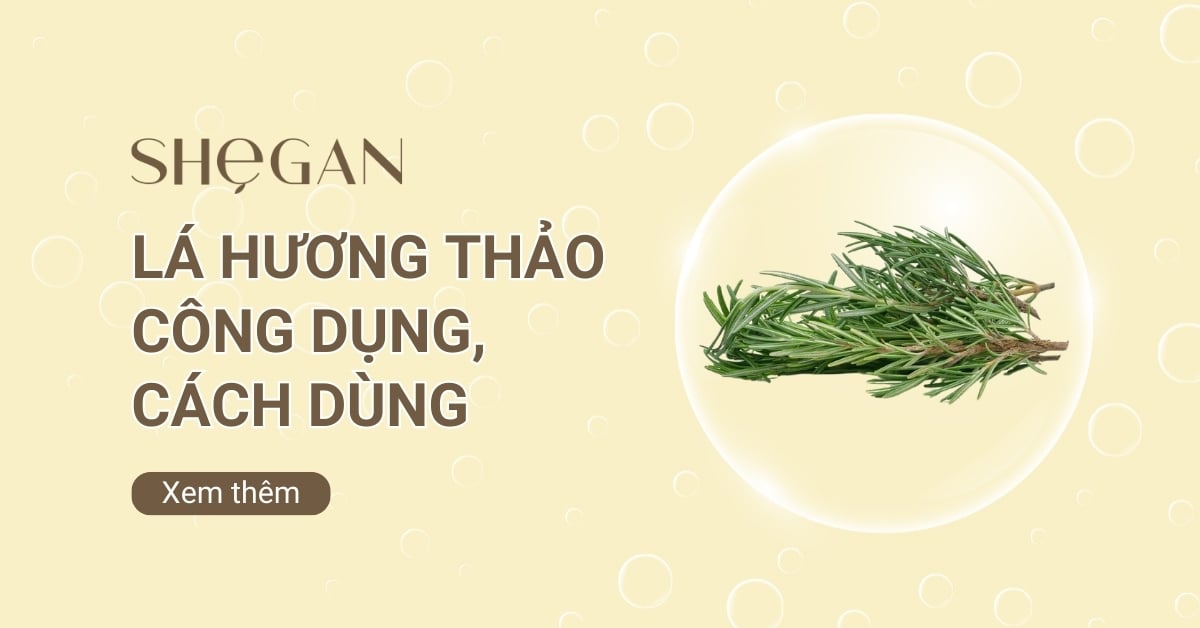 Lá hương thảo là gì? Công dụng và cách sử dụng hiệu quả
