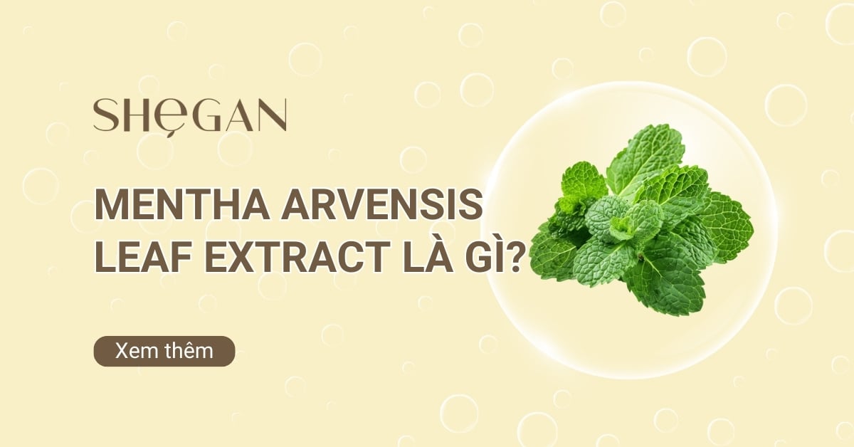 Mentha arvensis leaf extract là gì? Thành phần, Công dụng