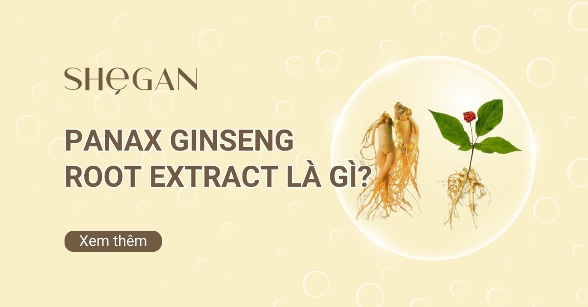 Panax Ginseng Root Extract là gì? Công dụng và Ứng dụng
