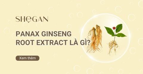 Panax Ginseng Root Extract là gì? Công dụng và Ứng dụng