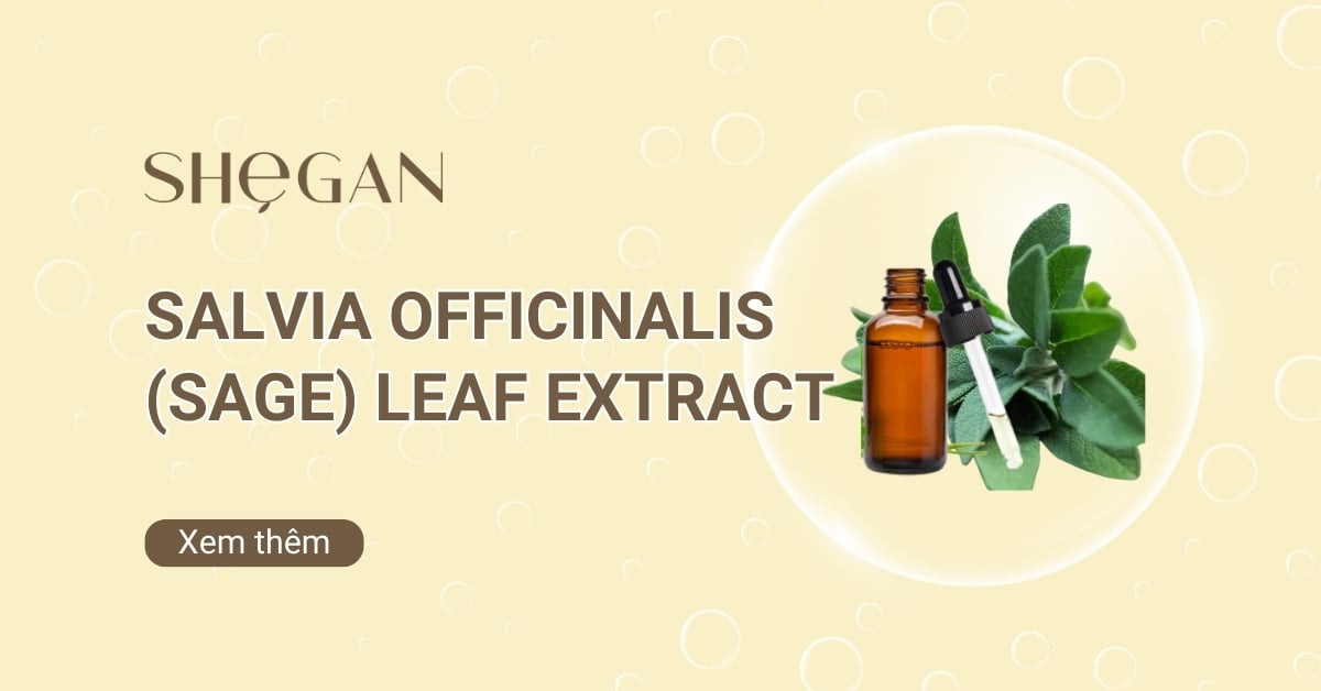 Salvia Officinalis (Sage) Leaf Extract – Chiết xuất lá xô thơm