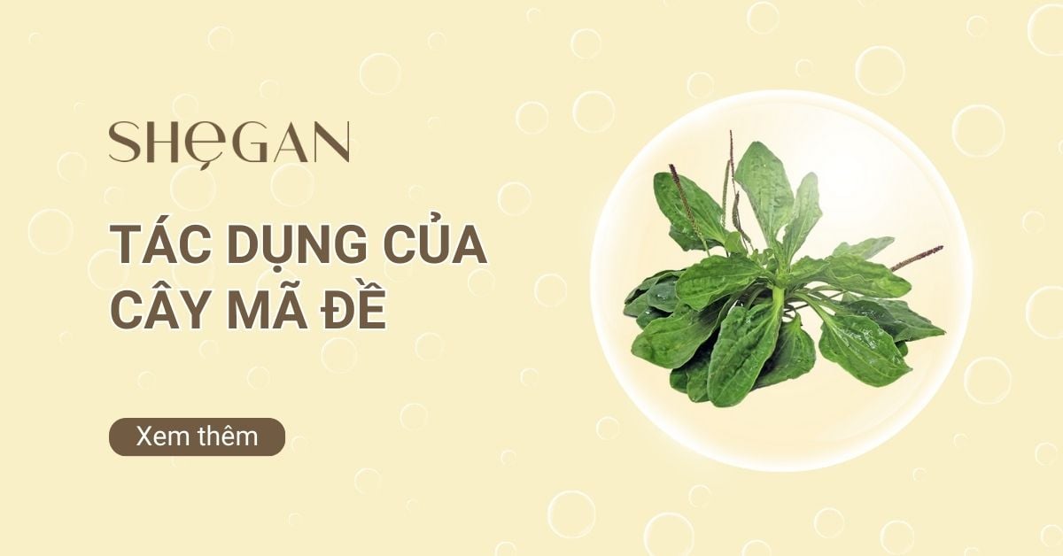 Tác dụng của cây mã đề đối với sức khỏe