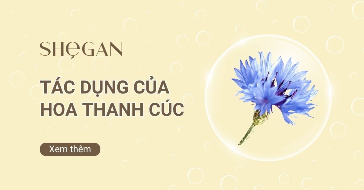 Tác dụng của hoa thanh cúc trong việc chăm sóc da