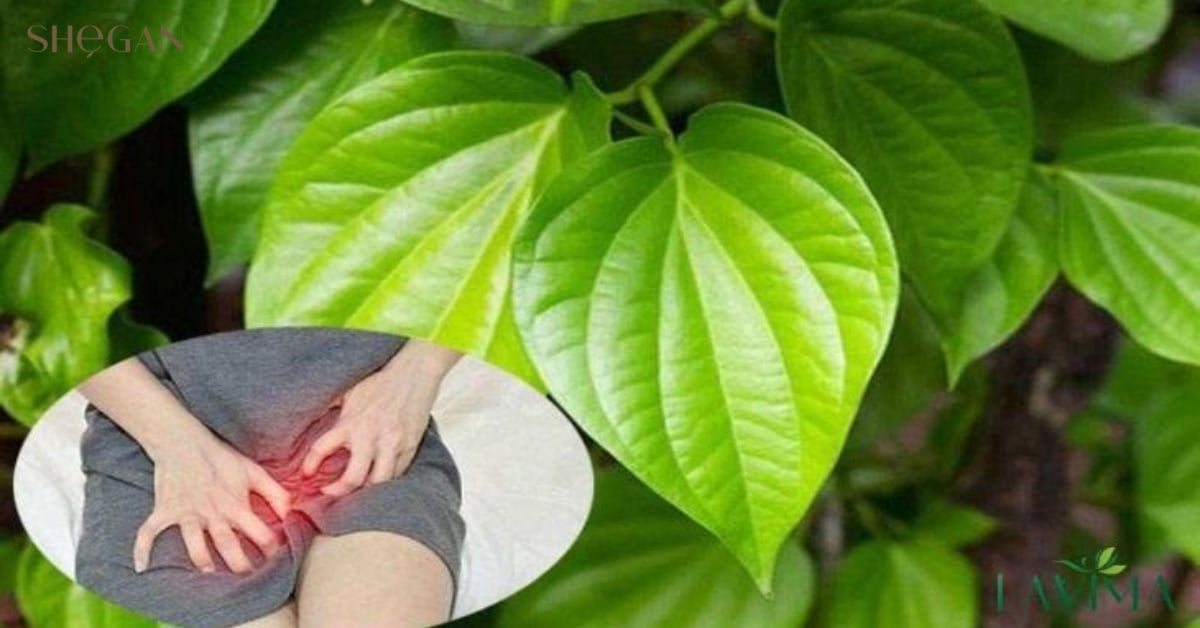 Hỗ trợ điều trị viêm nhiễm phụ khoa