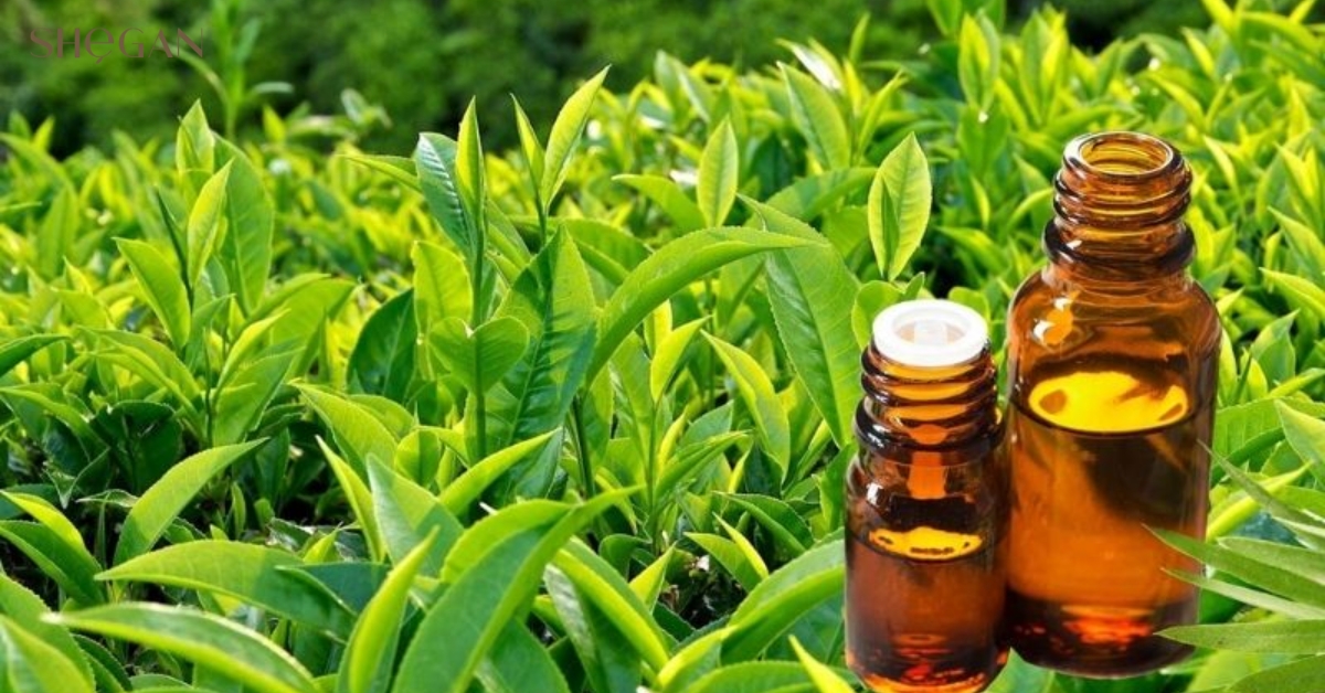 Camellia Sinensis Leaf Extract là gì
