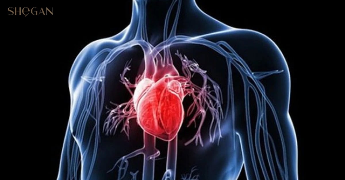 Tác dụng trên hệ tim mạch
