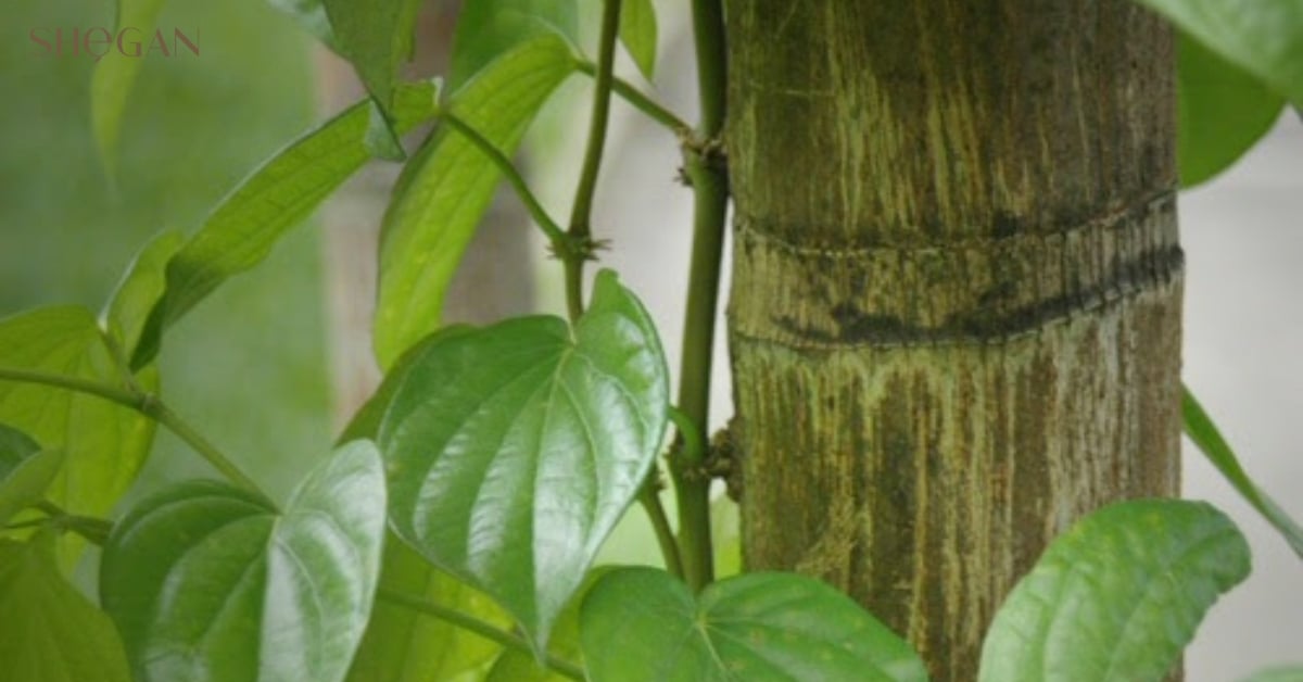 Tìm hiểu về lá trầu không