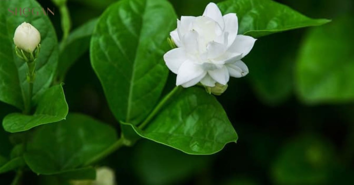 Tổng quan về cây hoa nhài