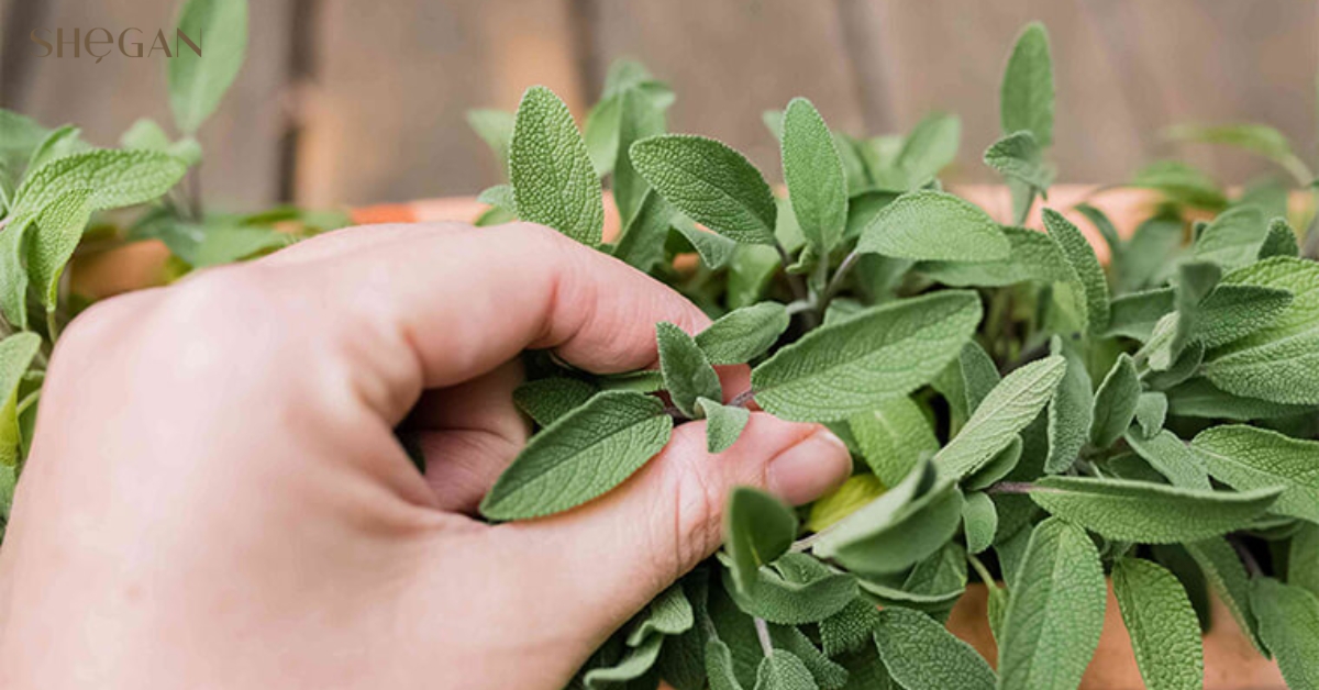 Thành phần và dinh dưỡng của Salvia Officinalis (Sage) Leaf Extract