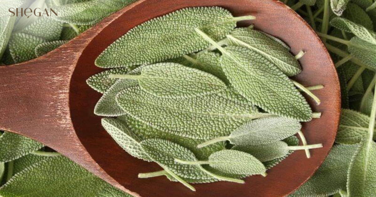 Giới thiệu về Salvia Officinalis (Sage) Leaf Extract