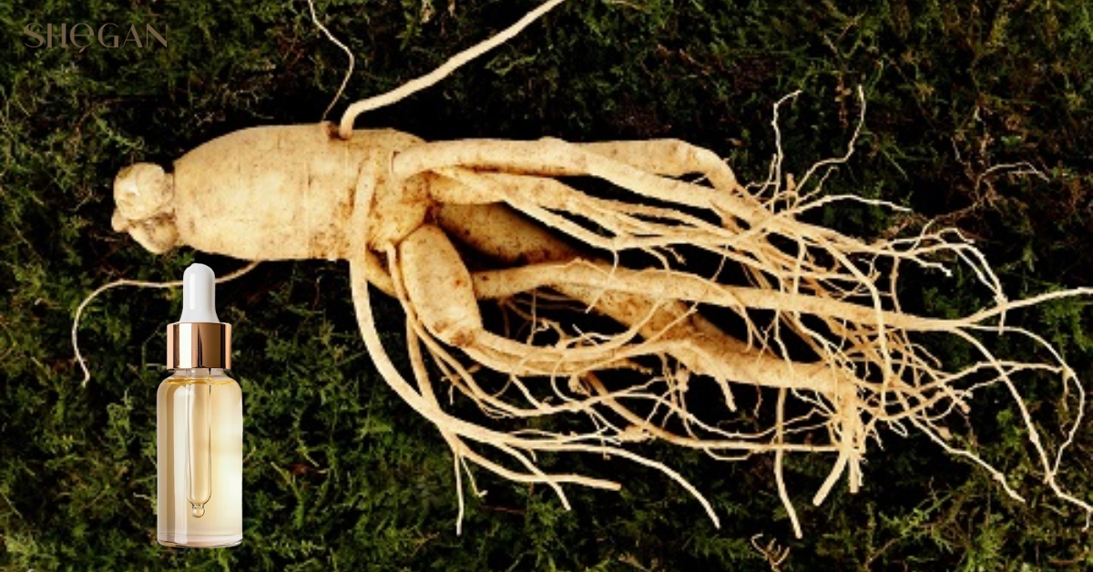 Panax Ginseng Root Extract là gì