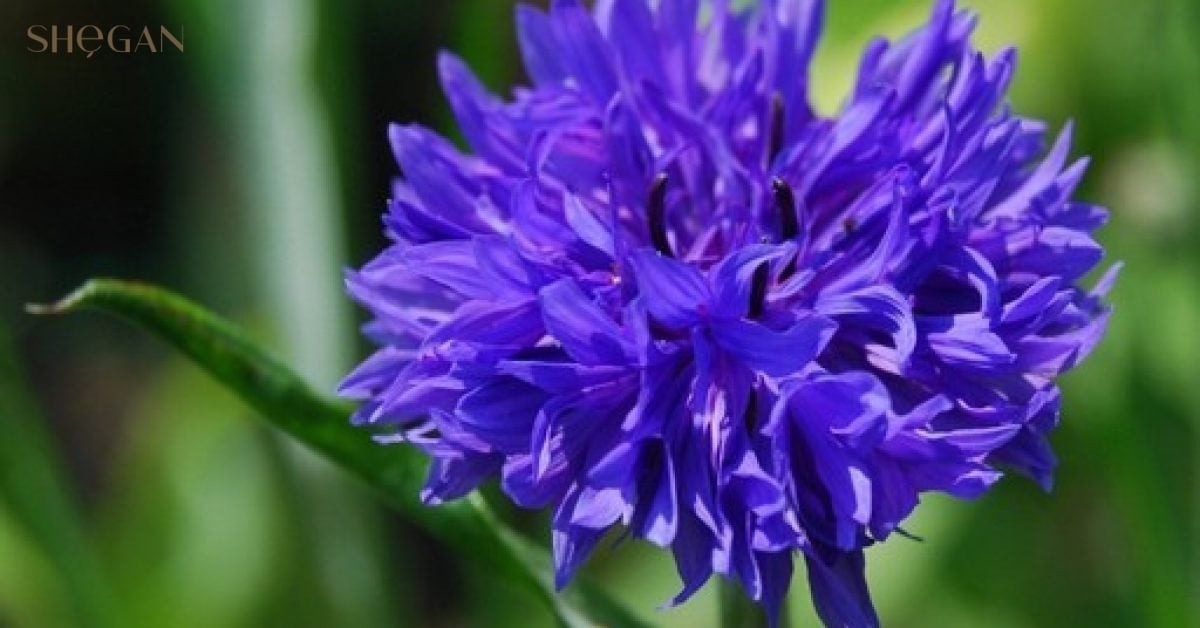 Centaurea Cyanus Flower Extract là gì