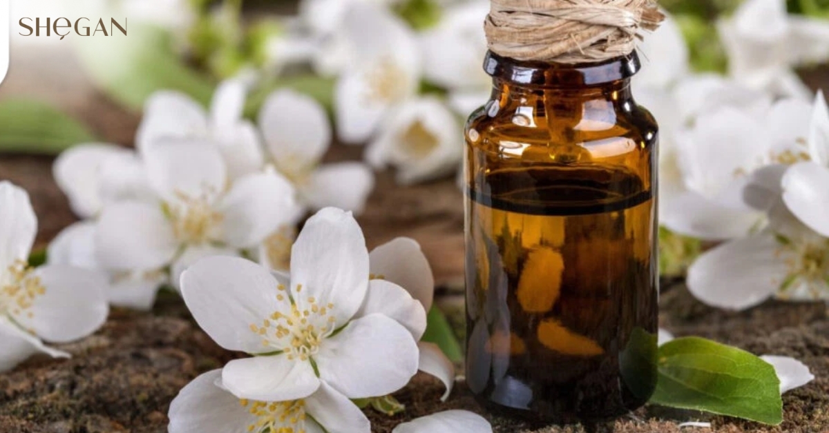 Jasminum officinale extract là gì