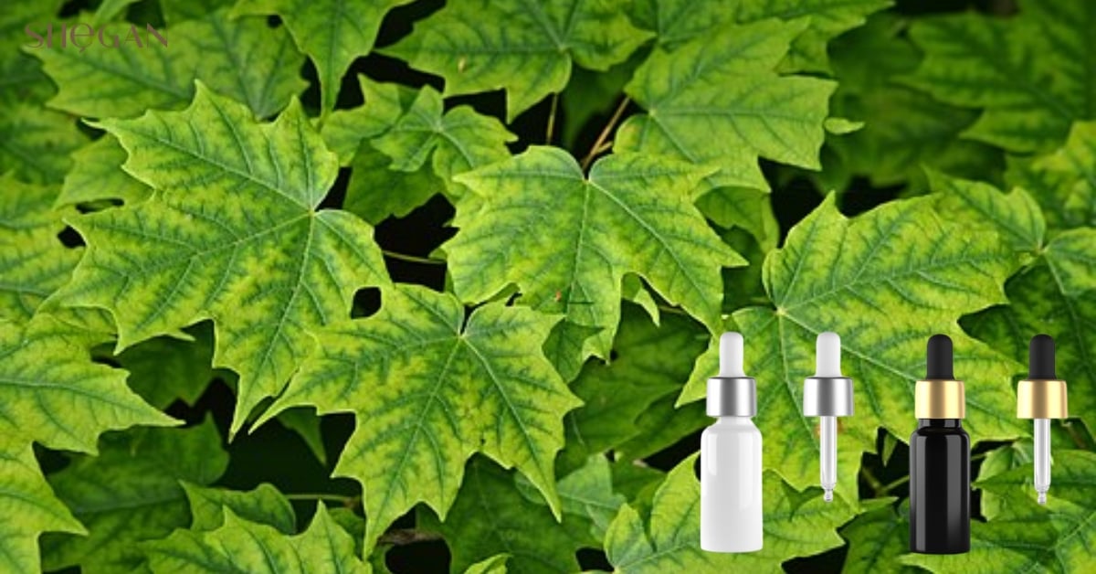 Acer Saccharum Extract là gì