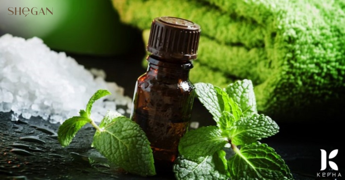 Giới thiệu về Mentha Arvensis Leaf Extract
