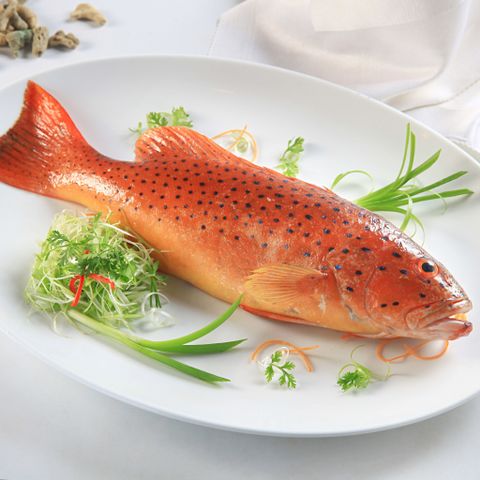 CÁ MÚ CORA TROUT ÚC LÀ CÁ GÌ? NHỮNG LỢI ÍCH KHI ĂN CÁ MÚ CORA TROUT ÚC BẠN NÊN BIẾT