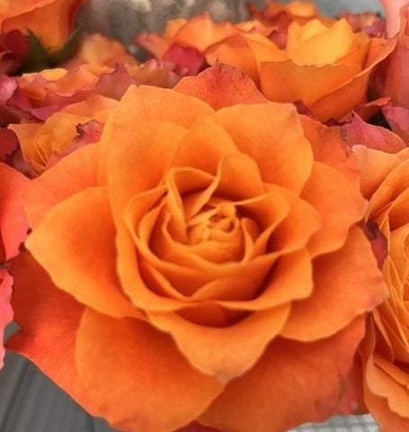 Nguồn Gốc Ý Nghĩa Của Hoa Hồng Màu Cam