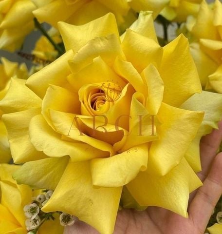 Ý Nghĩa Và Nguồn Gốc Của Hoa Hồng Vàng