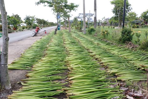 Lục Bình và Quy Trình Xử Lý Sản Phẩm