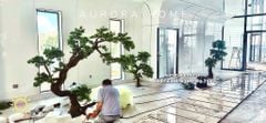 Công trình thiết kế thi công và lắp đặt Cây Tùng Bonsai Gỗ Lũa Tại Gò Vấp