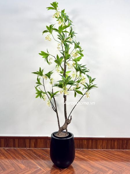 cay-hoa-nhai-gia-trang-tri