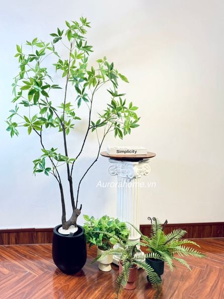cay-asebi-gia-trang-tri