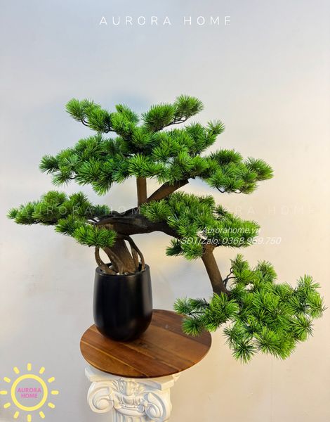 cay-tung-bonsai-de-ban