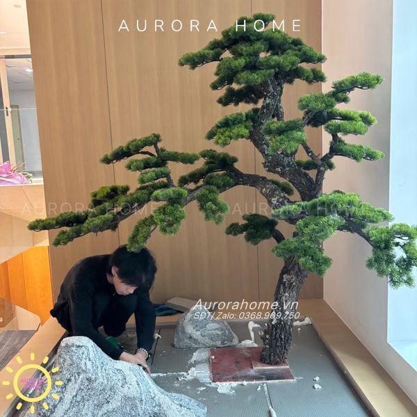 cay-tung-bonsai-gia