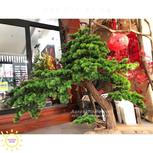cay-tung-bonsai-gia-thiet-ke-theo-yeu-cau