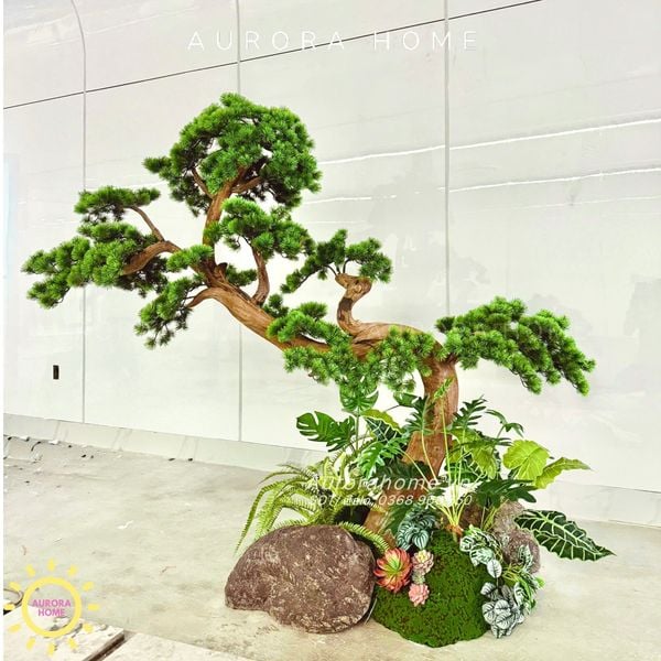 cay-tung-bonsai-than-go-lua-xinh-xan