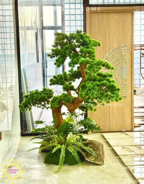 cay-tung-bonsai-than-go-lua-xinh-xan